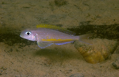 Xenotilapia flavipinnis 'Kalambo Lodge'